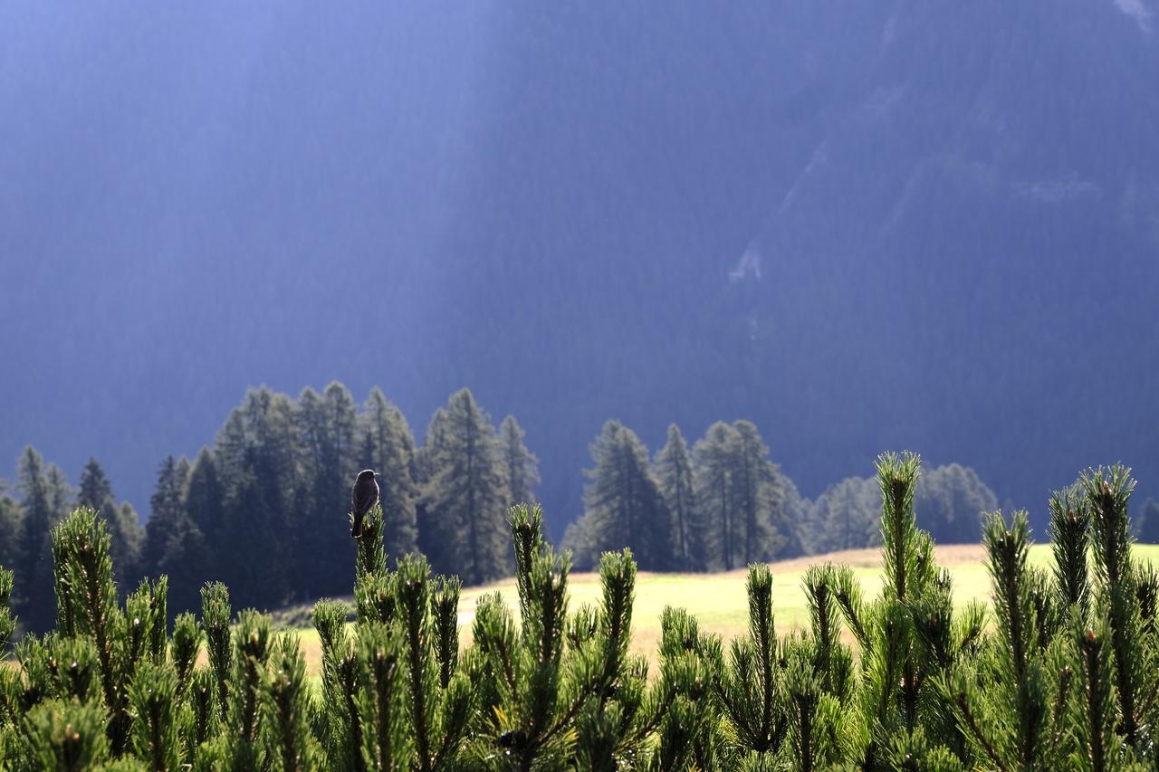 B&B Fior Vigo di Fassa Ngoại thất bức ảnh